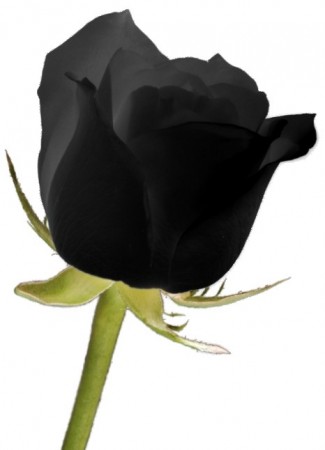 PARA COMBATER A VIOLÊNCIA NO PAÍS.